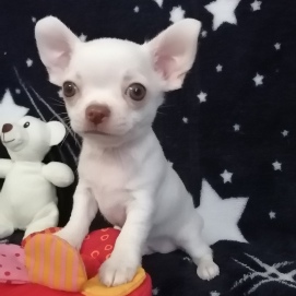 cream chihuahua puppy