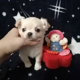 Нео Классикс