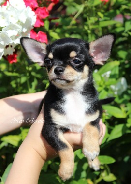 Chihuahuas kennel Neo Classics