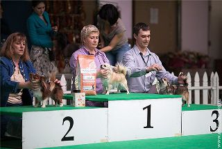 монопородная выставка чихуахуа